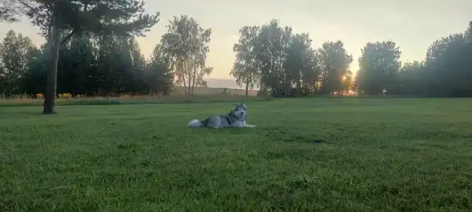 Поляна и дома на закате
